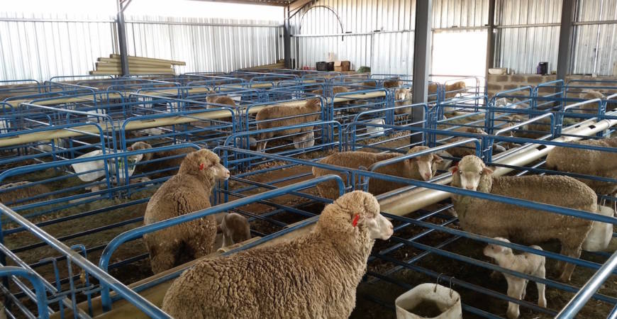 Sheep Lambing Houses | Grow Your Flock, Improve Mother-on ...